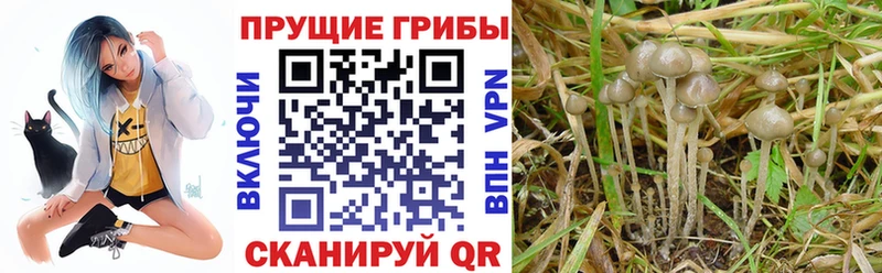 Псилоцибиновые грибы GOLDEN TEACHER  Боровичи 